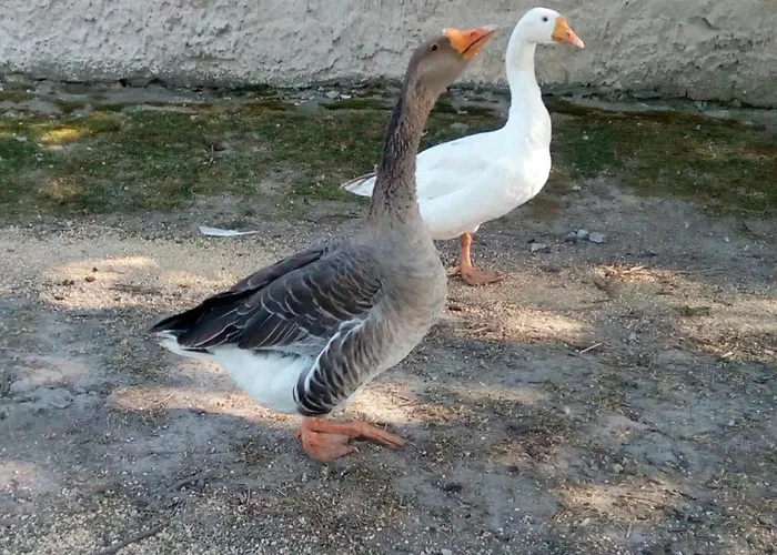 Pensiune Sprencz Csaladi Major *